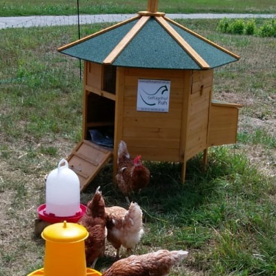 Miet dein Huhn Miet dein Huhn